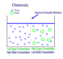Animated graphic of osmosis