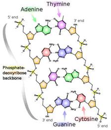 Chemical Structure of DNA