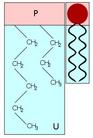 Phospholipid Structure