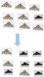 Population shift in the color of Peppered Moths in England. After the industrial revolution trees became darker from the pollution and dark moths were selected for.  Mock-up of image for illustrating peppered moth evolution based on pictures taken by Olaf Leillinger.