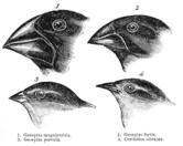 Darwin's finches or Galapagos finches. Darwin, 1845.