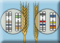 Genetic Diversity in Wheat