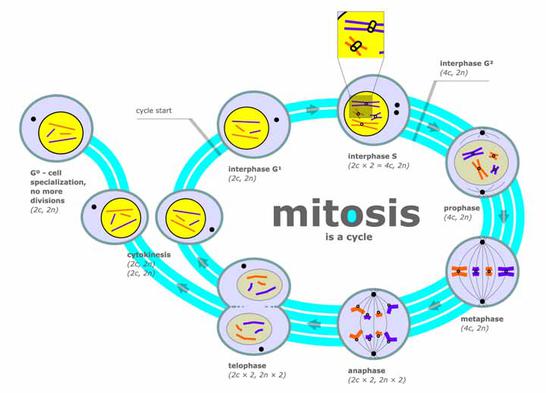 Cell Division: What Is Mitosis? - Page 2