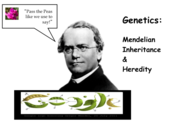 Mendelian Inheritance & Heredity Lecture Main Page