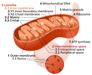 Labeled illustration of chloroplast