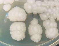 Bacillus subtilis Colonies Growing on TSY Agar