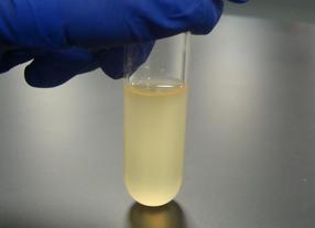 Some bacteria, such as Staphylococcus, grow throughout the liquid media, making it turbid and cloudy.