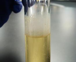 Waxy Mycobacterium form a "pellicle", a biofilm at the liquid-air interface of medium