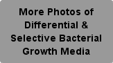 More Photos of Differential & Selective Bacterial Growth Media Button