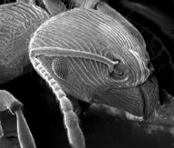 Photo of ant taken with a scanningn electron microscope.