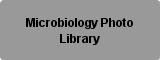 Microbiology Photo Image Library