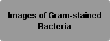 Images of Gram-stained Bacteria Button