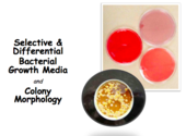 Bacterial Growth Media & Cultures Laboratory Main Page