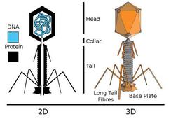 Diagram of Bacteriophage Interior & Exterior