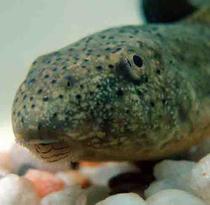 Bullfrog Tadpole, Note "Whiskers" Around Mouth
