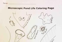 Microscopic Pond Life Word SearchWord Search