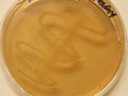 MacConkey's Agar growing  Salmonella. Note colorless growth due to the bacteria NOT being a fermenter. .
