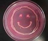 E. coli Happy Face Growing on MacConkey's Agar