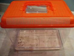 Flatworms In Small Plastic Tank