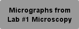 Biology Photo Micrographs
